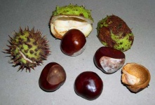 image of buckeye