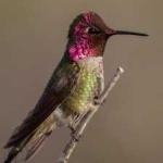 image of bird