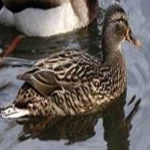 image of bird