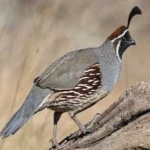 image of bird