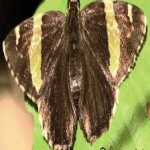 image of banded_butterfly #79