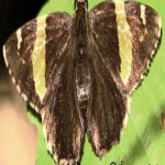 image of animal
