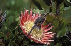 image of flower