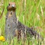 image of bird