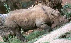 image of rhino