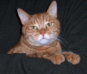 image of tabby