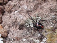 image of black_widow