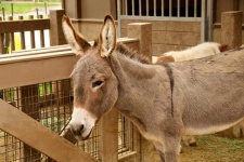image of animal
