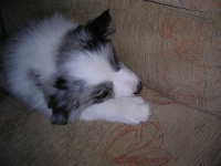 image of border_collie