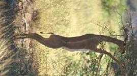 image of gerenuk