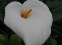 image of giant_white_arum_lily #19