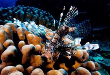 image of lionfish #21