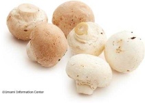 image of mushroom