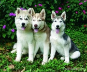 image of siberian_husky #4