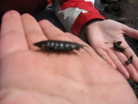 image of isopod
