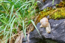 image of animal