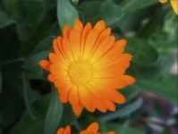 image of flower