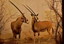 image of gazelle