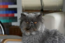 image of persian_cat #24