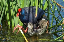 image of european_gallinule #13