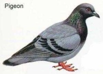 image of pigeon