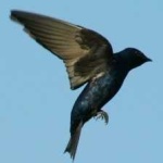 image of bird