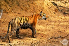 image of animal
