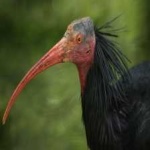 image of northern_bald_ibis #31