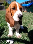 image of basset_hound #32