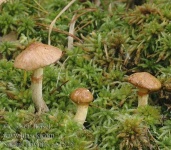 image of mushrooms