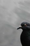 image of animal