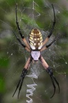 image of black_and_gold_garden_spider #31