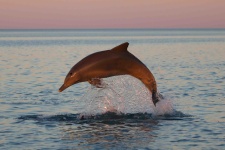 image of animal