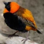 image of bird
