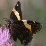 image of banded_butterfly #152