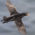 image of bird
