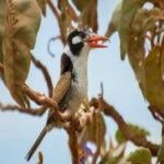 image of bird