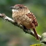 image of bird