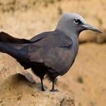 image of bird