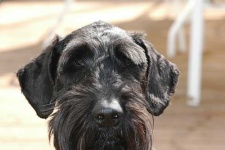 image of giant_schnauzer