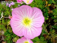 image of flower