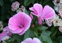 image of flower