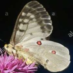 image of animal