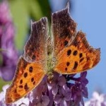 image of animal