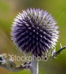 image of flower