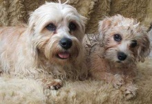 image of dandie_dinmont
