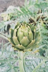 image of artichoke