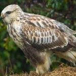 rough_leg_buzzard