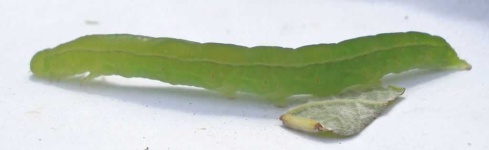 image of animal