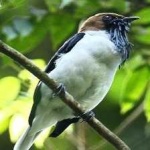 image of bird